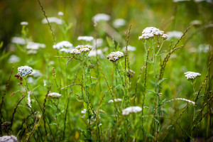 Achillea Millefolium (yarrow) White Wild Flower