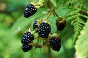 Agrestic Blackberries