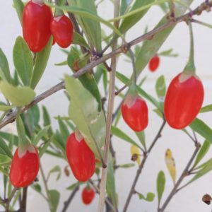 Goji Berries