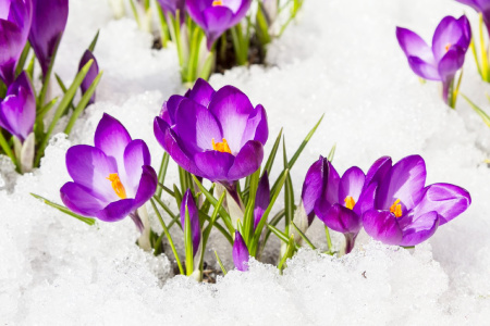 Image of flowers in snow