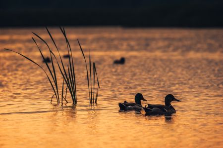 photo of a golden colored lake with ducks floating on it