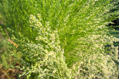 photo of green artemisia