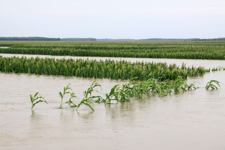 photo of a flooded crop
