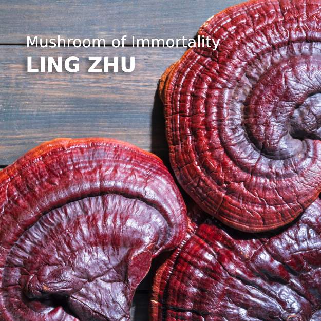 photo of reishi mushrooms with text ling zhi mushroom of immortality