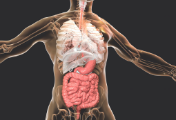 graphic of internal organs with a highlight on the digestive system